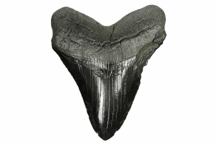 Serrated, Fossil Megalodon Tooth - South Carolina #173807